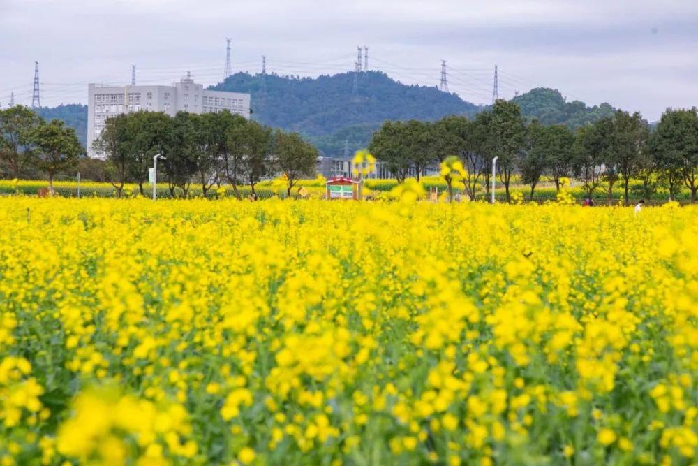 深圳郊区的春天美景,大片油菜花惹人喜爱,就在光明区