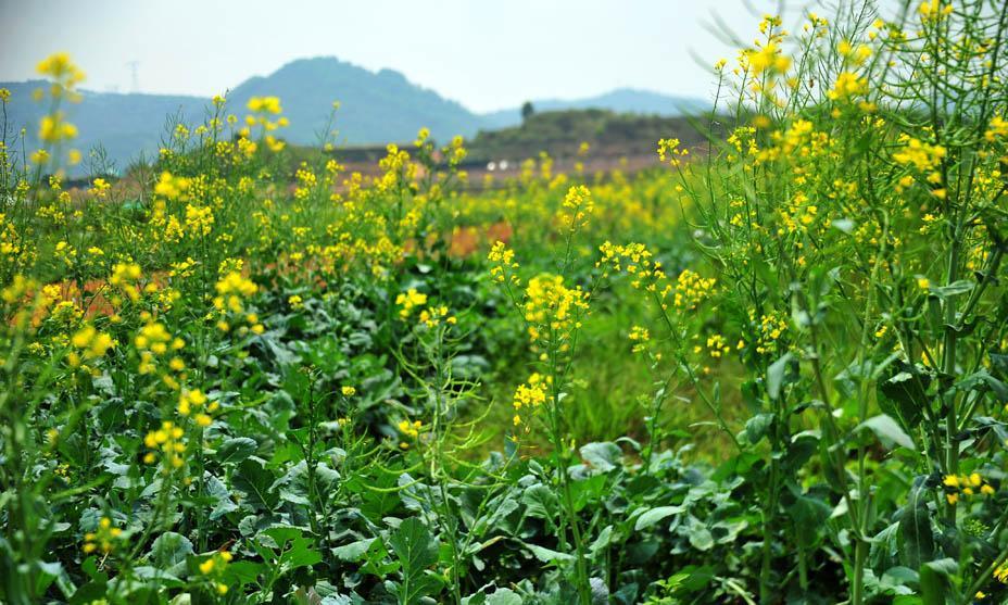 深圳郊区的春天美景,大片油菜花惹人喜爱,就在光明区