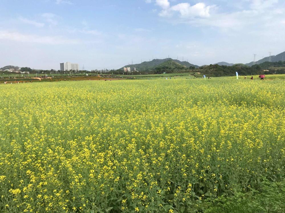 深圳郊区的春天美景,大片油菜花惹人喜爱,就在光明区