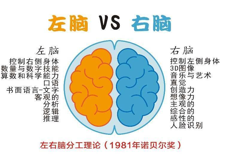 你的孩子是左脑型,还是右脑型?有这3种特征的孩子更聪明