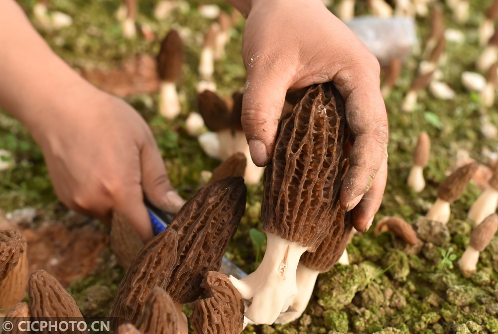 羊肚菌种植 助农增收