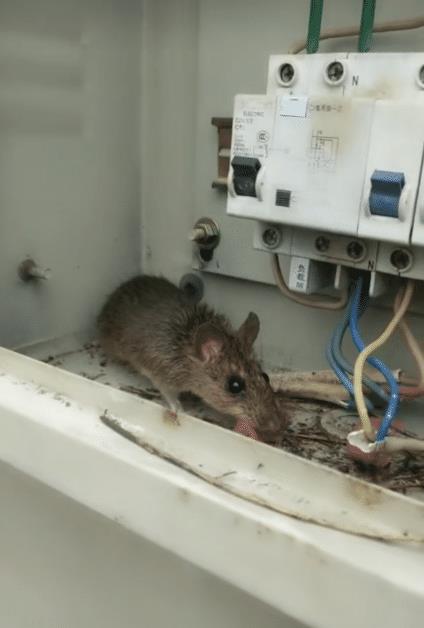 老鼠在电箱子里做窝,还下崽子了,该不该弄死啊?哈哈