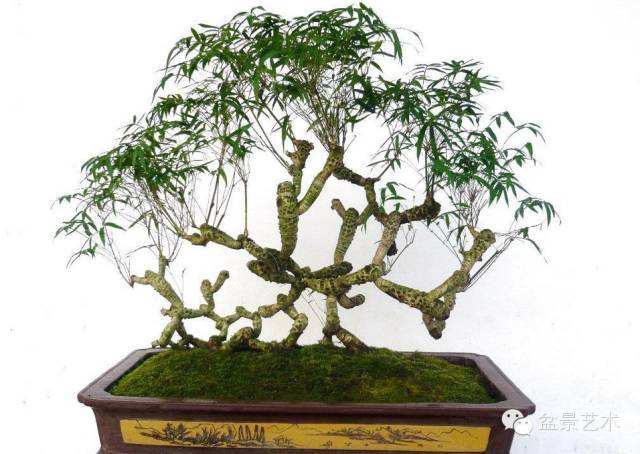 竹子潇洒飘逸,清秀雅典,用来制作小型竹类盆景,点缀居室,极有韵致.