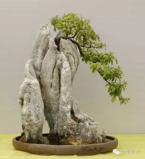 树木依附在石头上生长,石树连成一体的一种盆景造型艺术