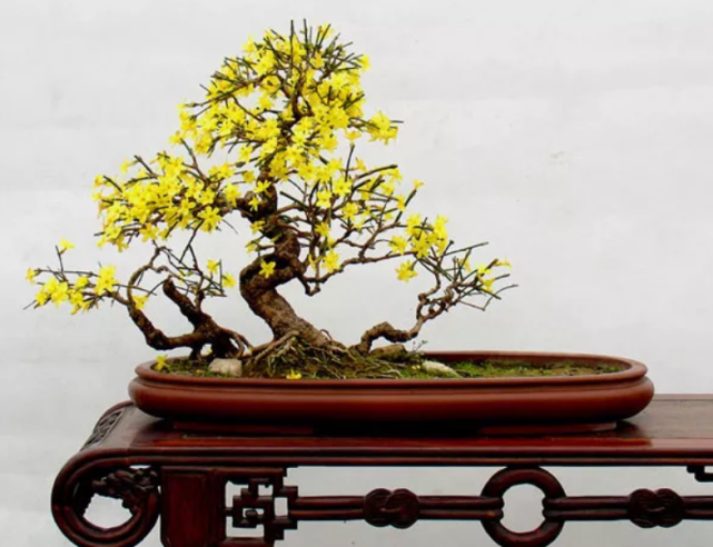连翘盆景的鉴赏与造型制作倾囊相授值得珍藏