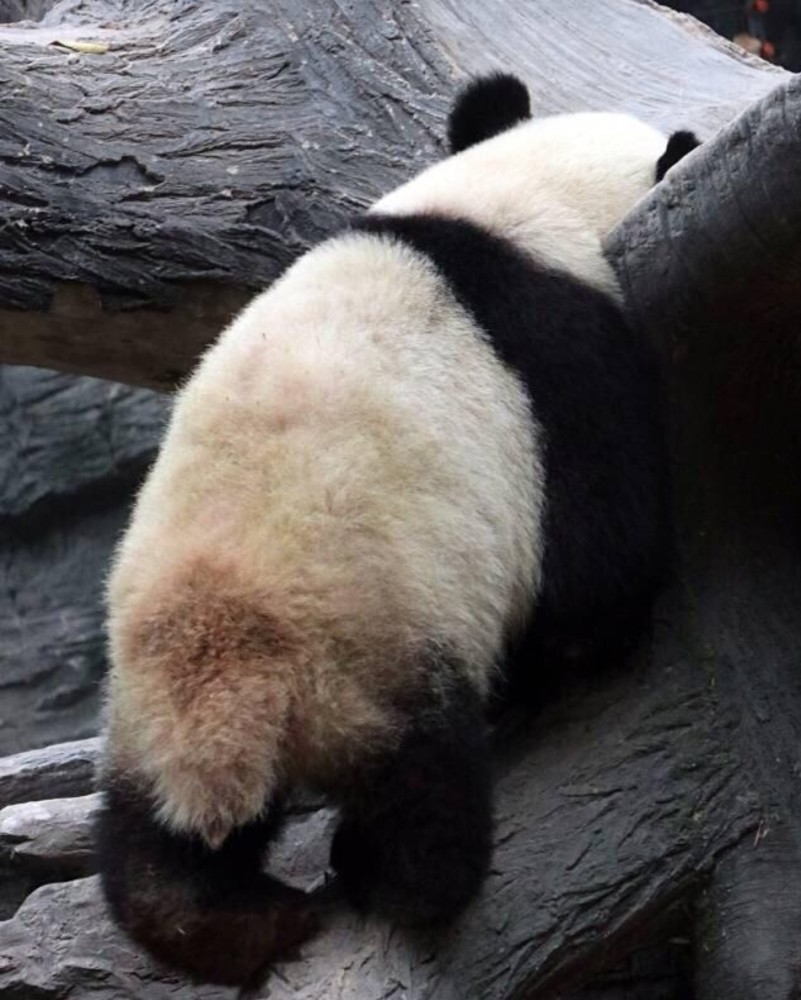 熊猫的尾巴是什么颜色的?很多人都搞错了!