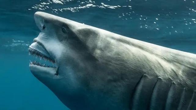 印尼渔民捕鲨,发现母鲨肚中长着人脸的小鲨鱼