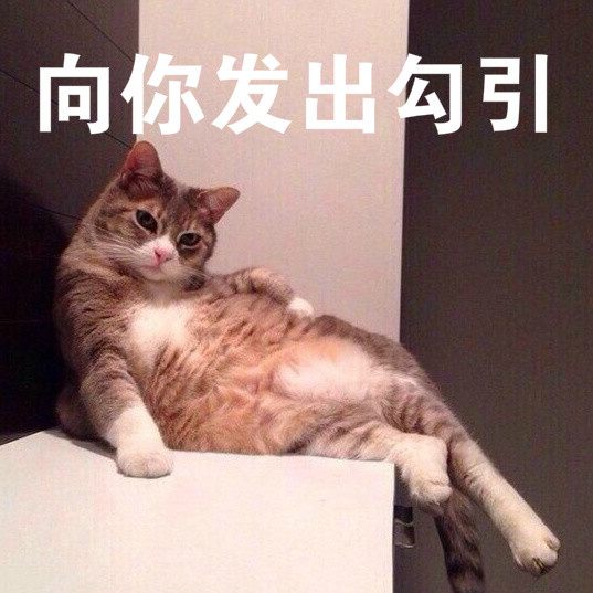 猫咪表情包:你不要乱来,不要乱来,乱来,来!