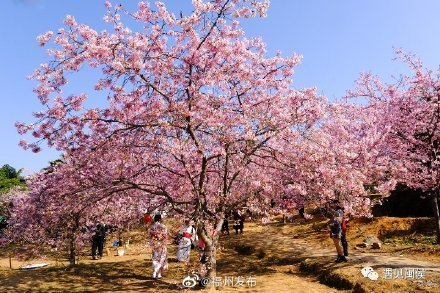 到闽侯龙台山,共赴这场樱花盛宴!