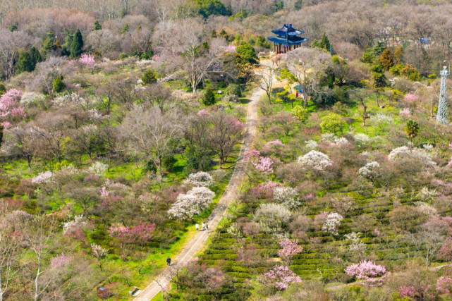 南京旅游新玩法:到梅花山景区,感受"天下第一梅山"魅力