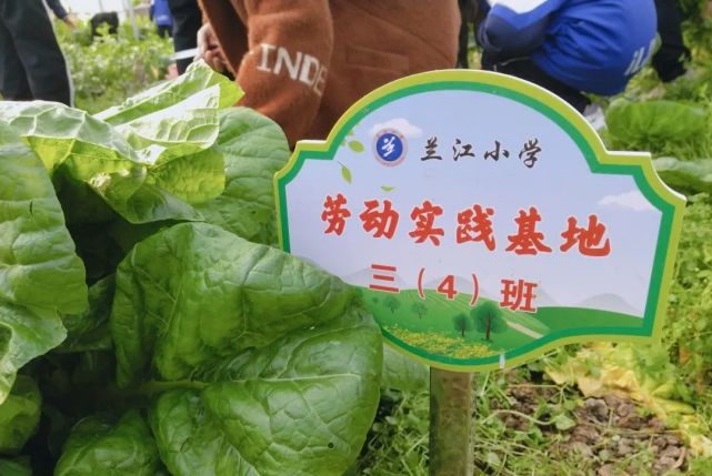 翠色欲流,兰江小学劳动实践基地蔬菜丰收啦!