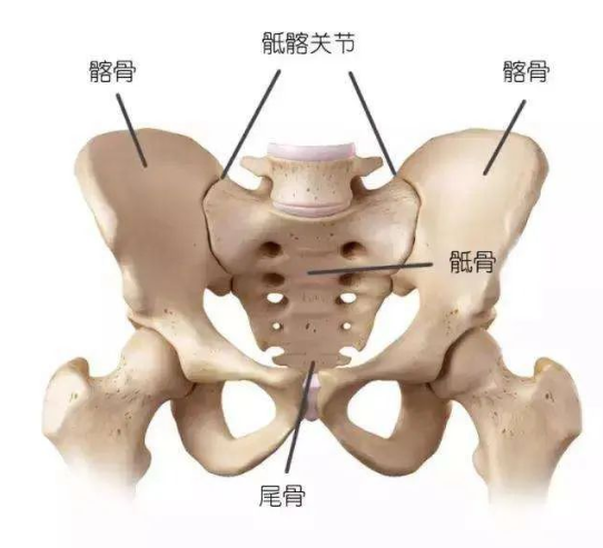 【干货】有些腰痛罪魁祸首是骶髂关节,详细解剖结构图文