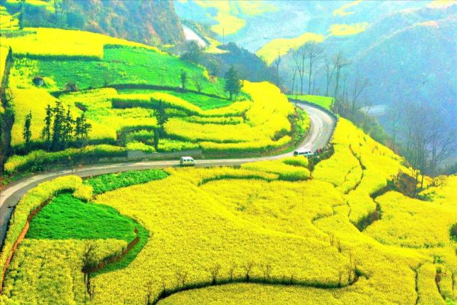 中国四大油菜花海,迎来最佳观赏期,金色"海洋"惊艳世界