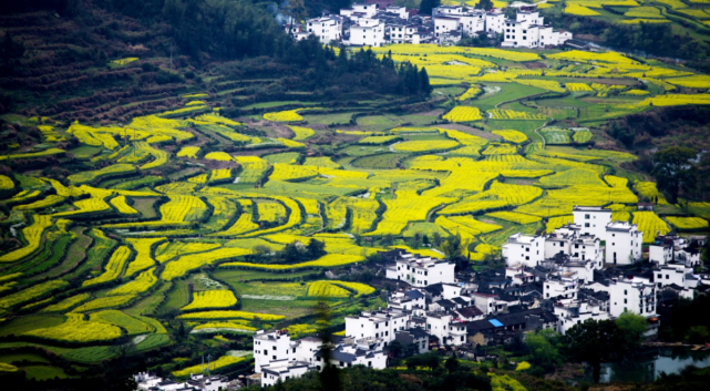 中国四大油菜花海,迎来最佳观赏期,金色"海洋"惊艳世界