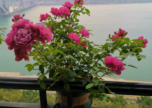 这么养月季葵才不负开花机器的美誉