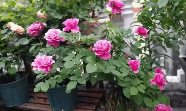 这么养月季葵才不负开花机器的美誉