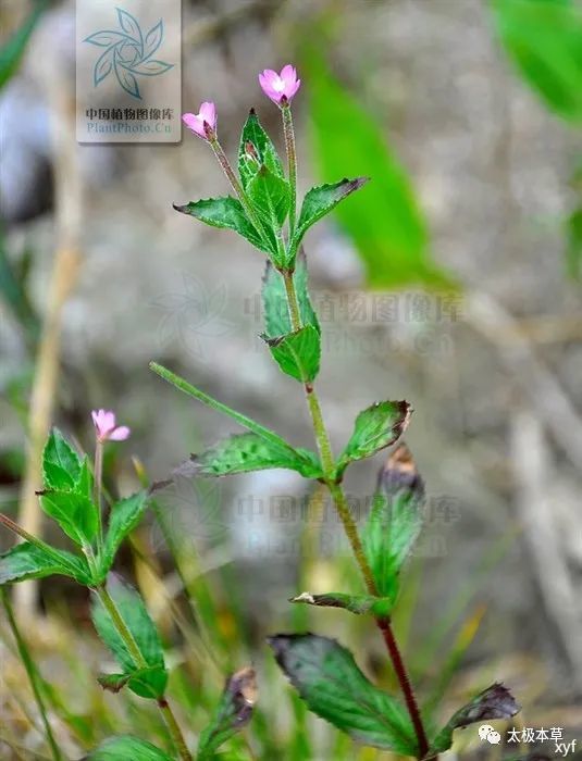 别名日本柳叶菜,水朝阳花,小对经草,对叶草,水苏,蒿子杆针