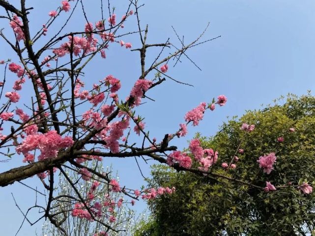 2021年重庆春季赏花:5个赏花好去处
