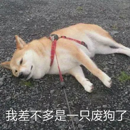 表情包柴犬狗狗系列