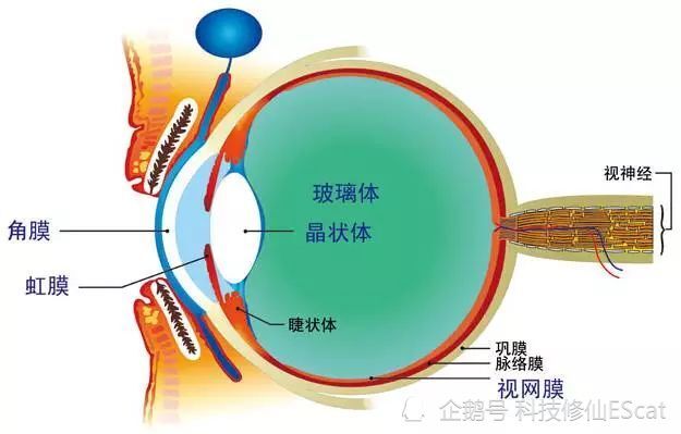 自然光是怎么保护眼睛的?