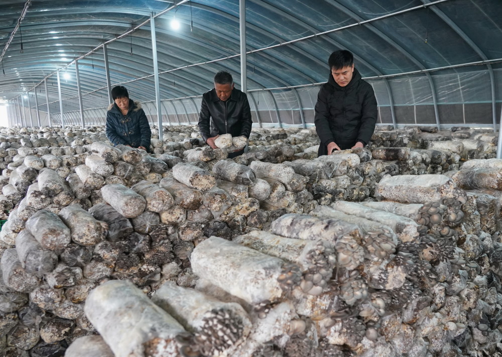 2月24日,新河县新河镇六户村食用菌种植合作社的社员在大棚内采摘蘑菇