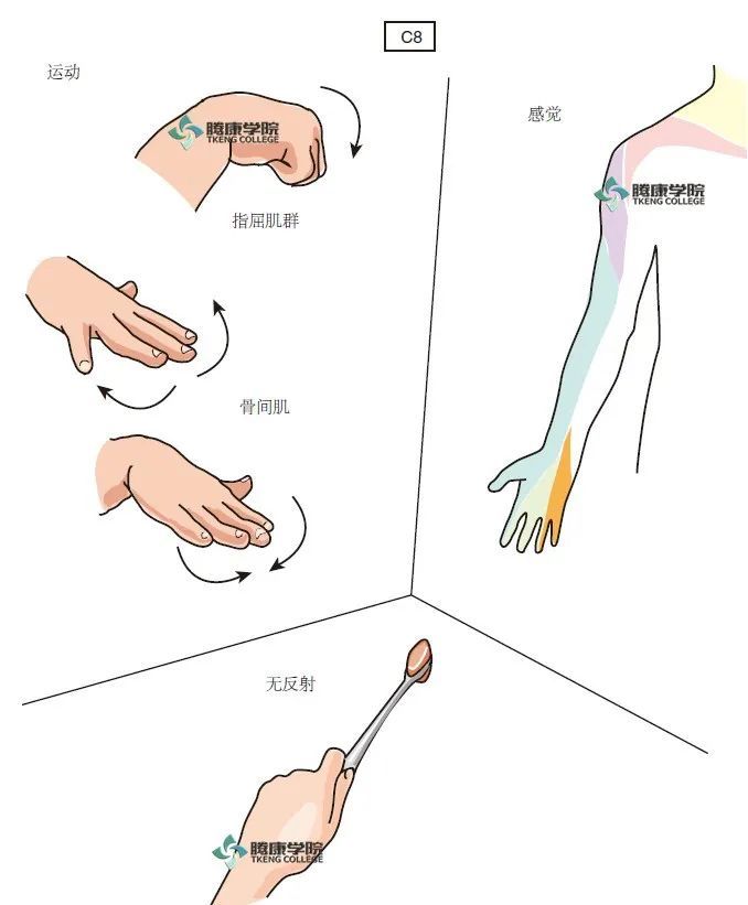 c8神经支配肌节的完整性试验 没有c8节段介导的腱反射.