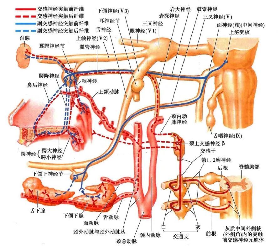 涎核附近,约在脑桥与延髓交界处,其纤维经中间神经,岩大神经,翼管神经