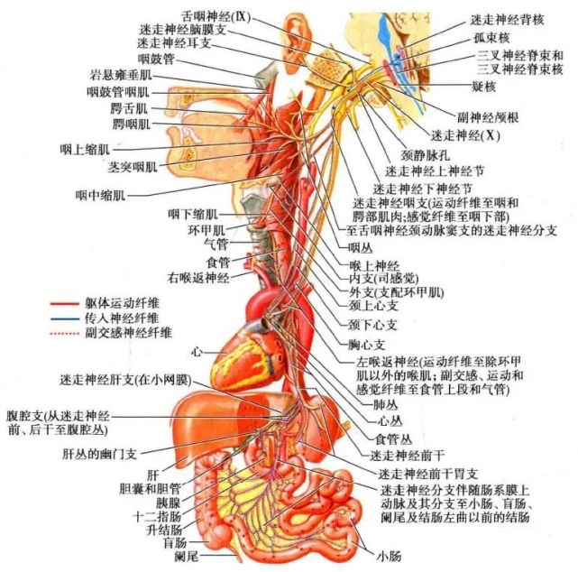 副交感神经解剖概述