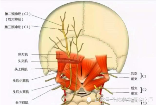 这些神经,大部分是支配头部,会引起头部的疼痛,上颈段的不适.