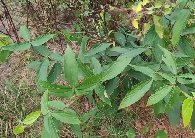 家乡若有这种"一条根"的植物,请你保护起来,别让外来