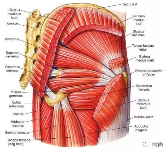 腿部的肌肉和臀肌的僵硬也会影响到髋关节的运动能力,那么胯为什么会