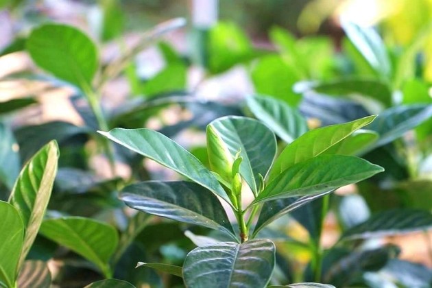 栀子花卷叶怎么回事栀子花卷叶子怎么办