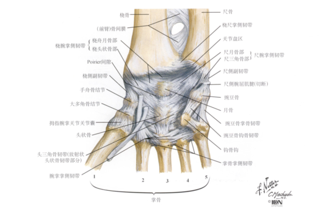 奈特人体解剖图谱)旋前方肌:连接尺桡骨远端,起自尺骨,止于桡骨桡尺掌