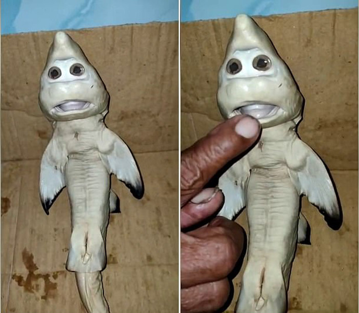印尼渔夫捕到怀孕鲨鱼 剖开肚子发现一变异幼崽"长人脸"