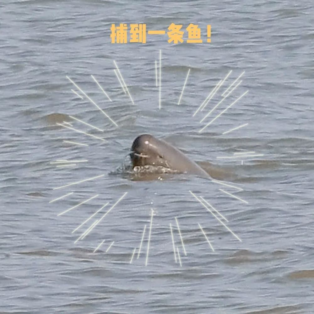 国家一级保护野生动物长江江豚!在长江张家港水域又出现了!
