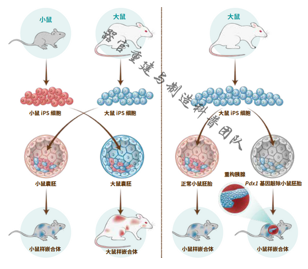 2010年,日本科学家利用小鼠,大鼠两种啮齿类动物的干细胞开展异种嵌合