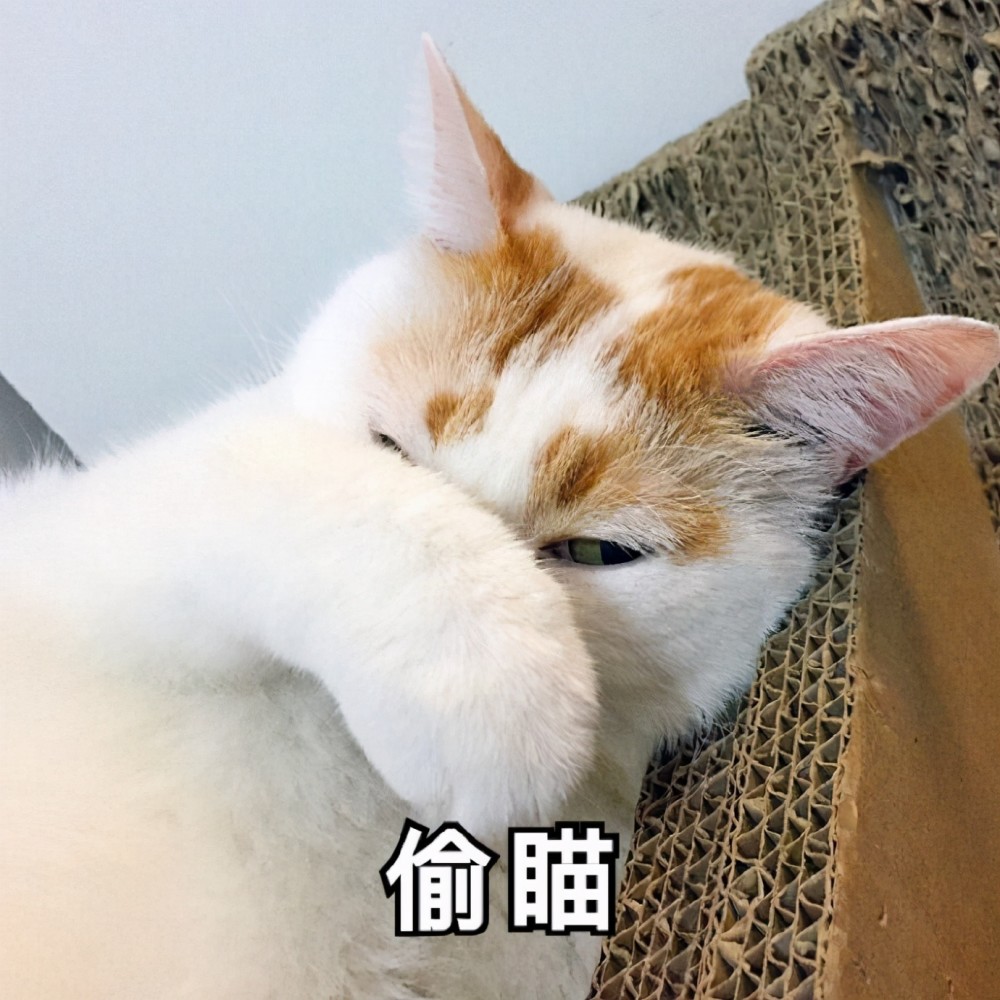 猫系表情包委屈巴巴