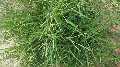 星星草,农村常见"野草",其实是一种优质牧草,禽畜喜食