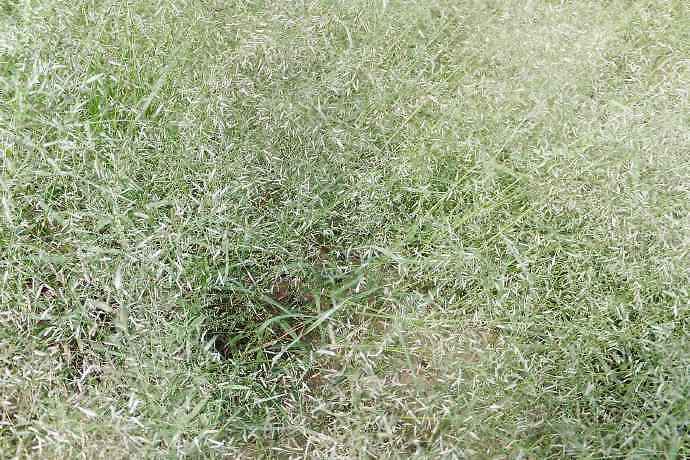 星星草,农村常见"野草",其实是一种优质牧草,禽畜喜食