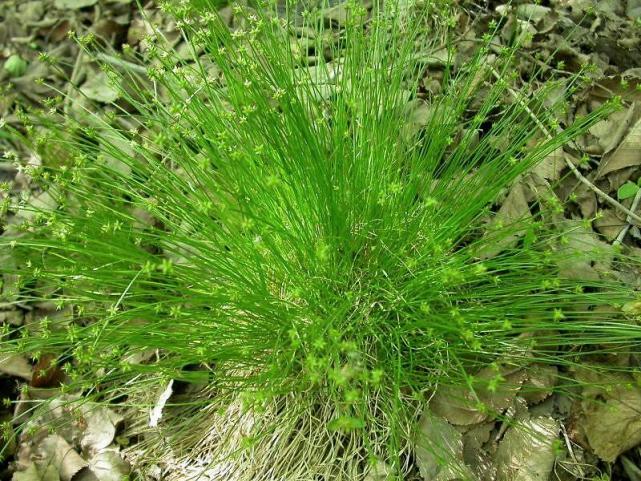 星星草,农村常见"野草",其实是一种优质牧草,禽畜喜食