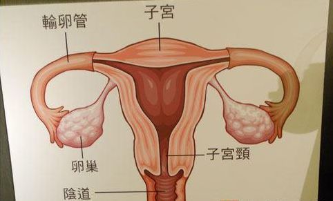 但是,子宫和卵巢的位置靠得很近,从而影响卵巢功能.