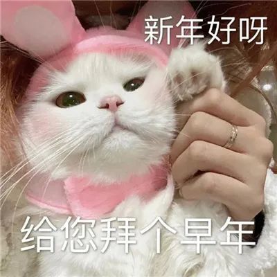 猫咪表情包:2021年坏运统统走开