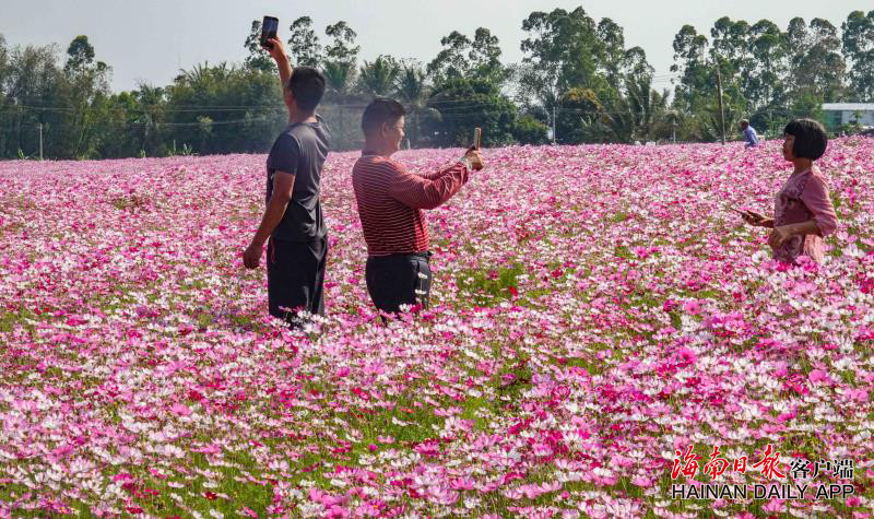 昌江:徜徉花海踏青来