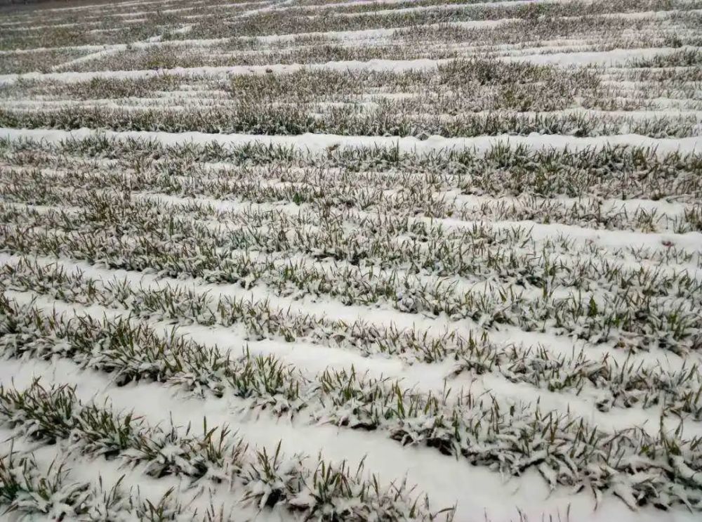 北方多地遭遇暴雪低温突袭!小麦会发生冻害吗?专家给出肯定回答!