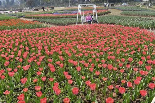 岳池:银城花海香满枝头