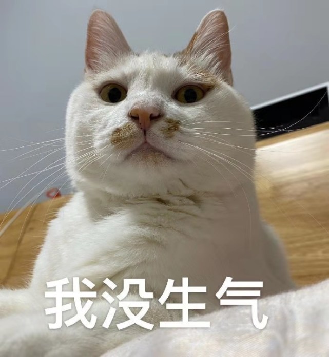请收下,超可爱的喵喵表情包