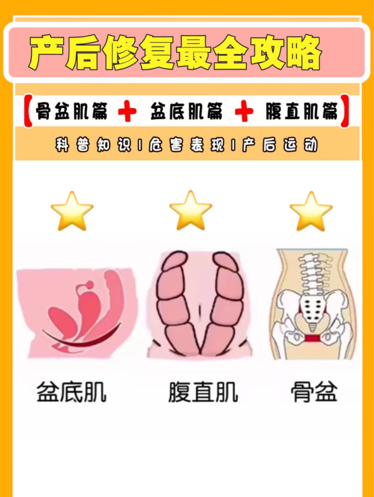 【骨盆肌|盆底肌|腹直肌】三大产后修复全解析