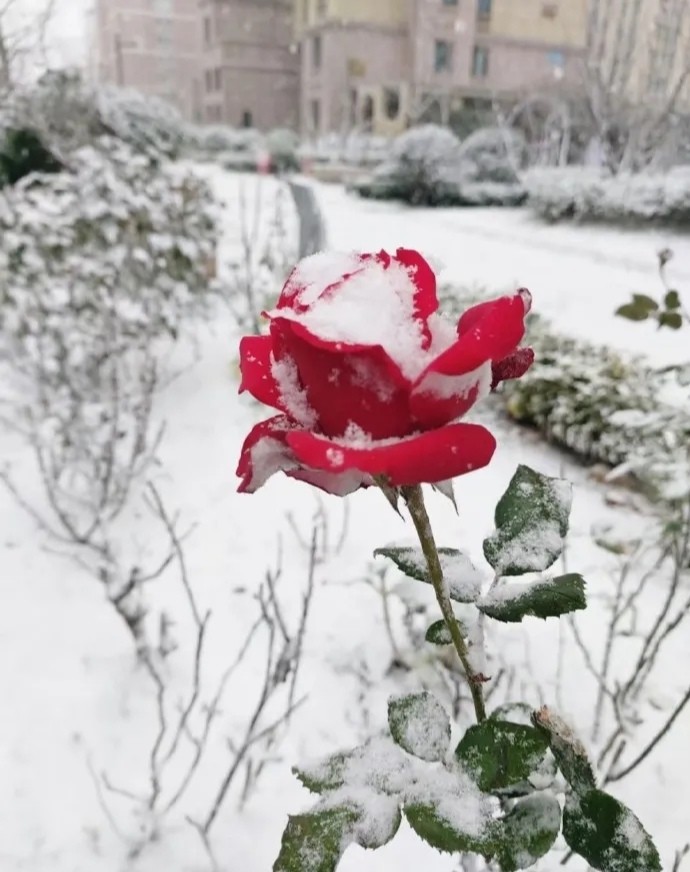 牛年带来"熊"天气,最大规模雨雪天气上线!你家下雪了没?