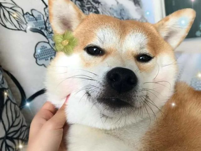 柴犬的豆豆眉是怎么回事?