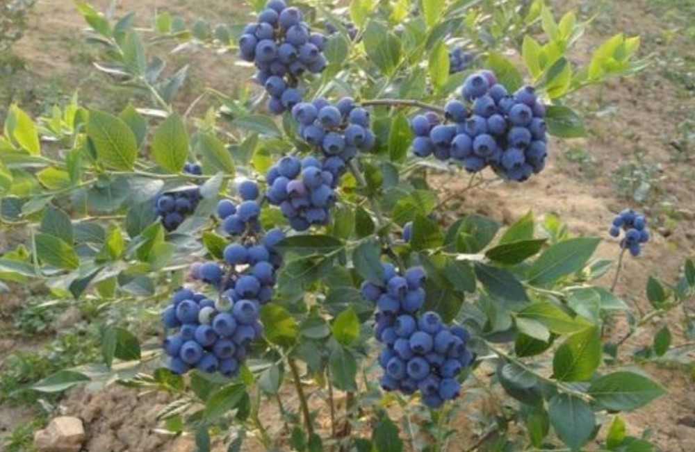 院子里也能栽蓝莓树,挂果后漂亮又美观,还能吃蓝莓果